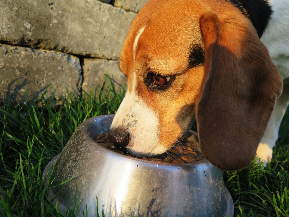 אוכל לכלבים: יבש או רטוב?